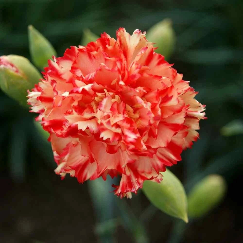 Chabaud Carnation Seeds - 100 Perennial Dianthus Flowers for Borders & Containers - Fragrant, Colorful Blooms - Dianthus caryophyllus