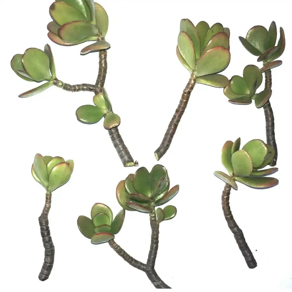 Jade Succulent Cuttings 2/ea Fresh | Easy to Root, Fast Growing Crassula ovata Plants