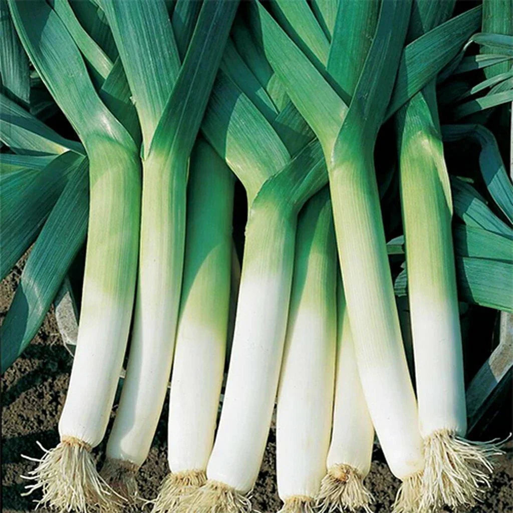 Leek Seeds 200+ Heirloom American Flag NON-GMO Vegetable Garden Seeds