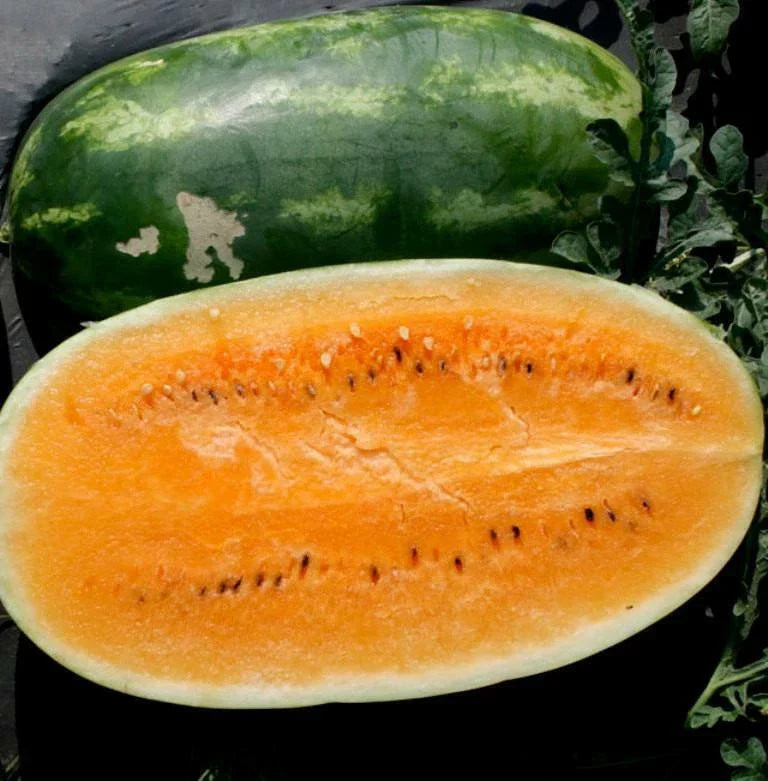 Tendersweet Orange Watermelon Seeds - Non-GMO Heirloom Organic