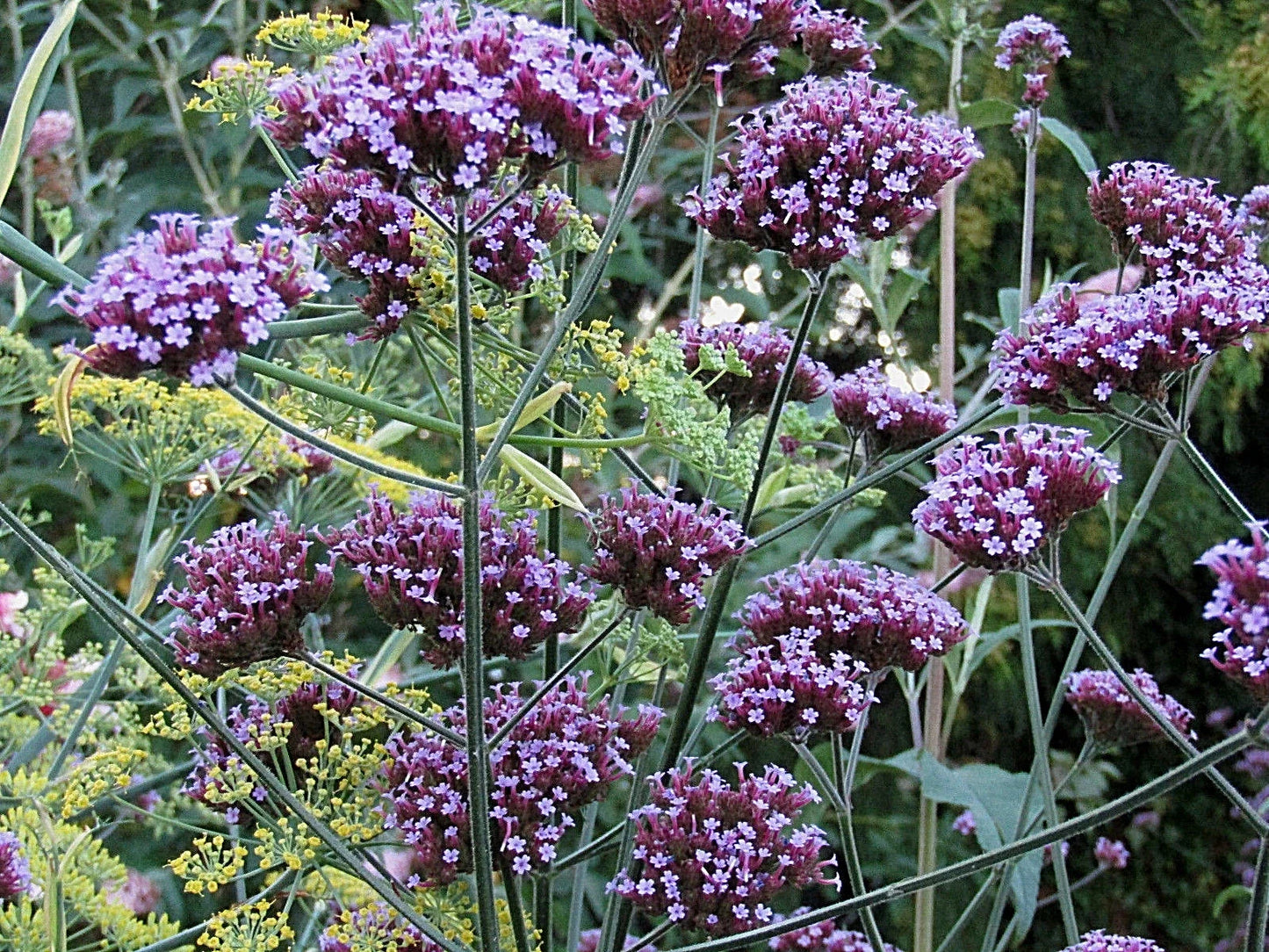 Tall Verbena Seeds 233 Count for Butterfly Gardens, Hardy Purple Flowers, Verbena bonariensis, Easy to Grow