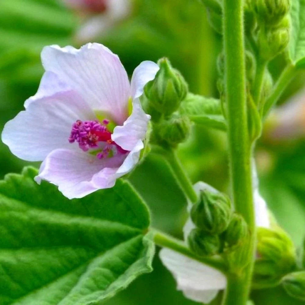 Marshmallow Seeds - Heirloom NON-GMO Althaea officinalis for Garden, Pollinator Attracting, Culinary Use