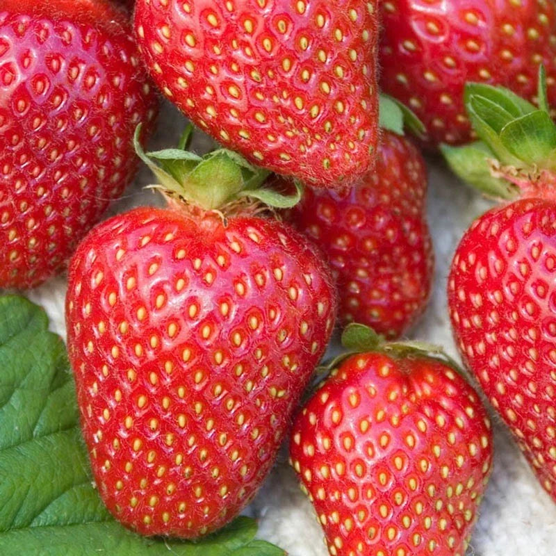 Allstar Junebearing Strawberry Plants - Lot of 25 - High Yield, Sweet Berries, Disease Resistant