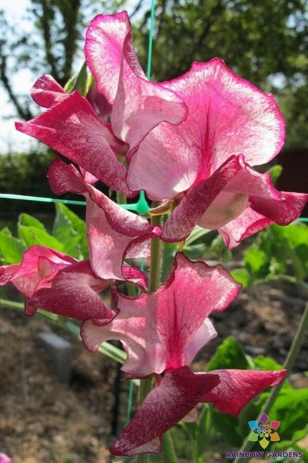 Jacko Sweet Pea Seeds 50 Pack - Fragrant Lathyrus odoratus Garden Seeds for Climbing Vines, Colorful Blooms, USA Grown