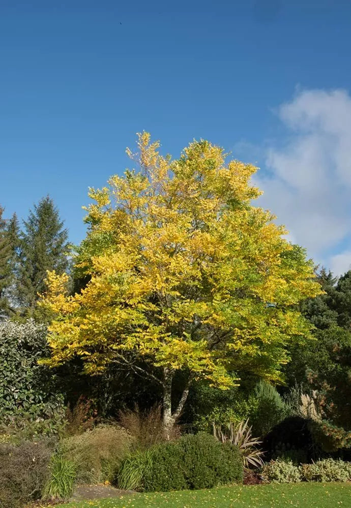 Kentucky Coffee Tree Seeds - 10 Pack, Gymnocladus dioicus, Deciduous Tree for Planting, Eco-Friendly Garden, Wildlife Attractant