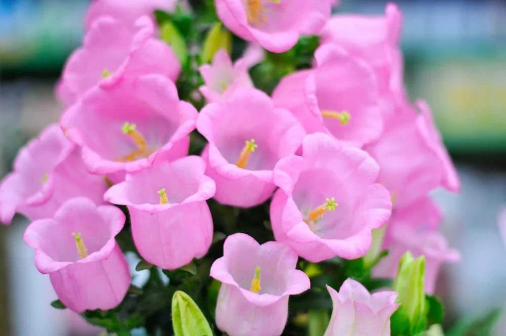 Pink Bellflower Seeds - Campanula Medium for Garden, Borders & Containers, 50 Seeds