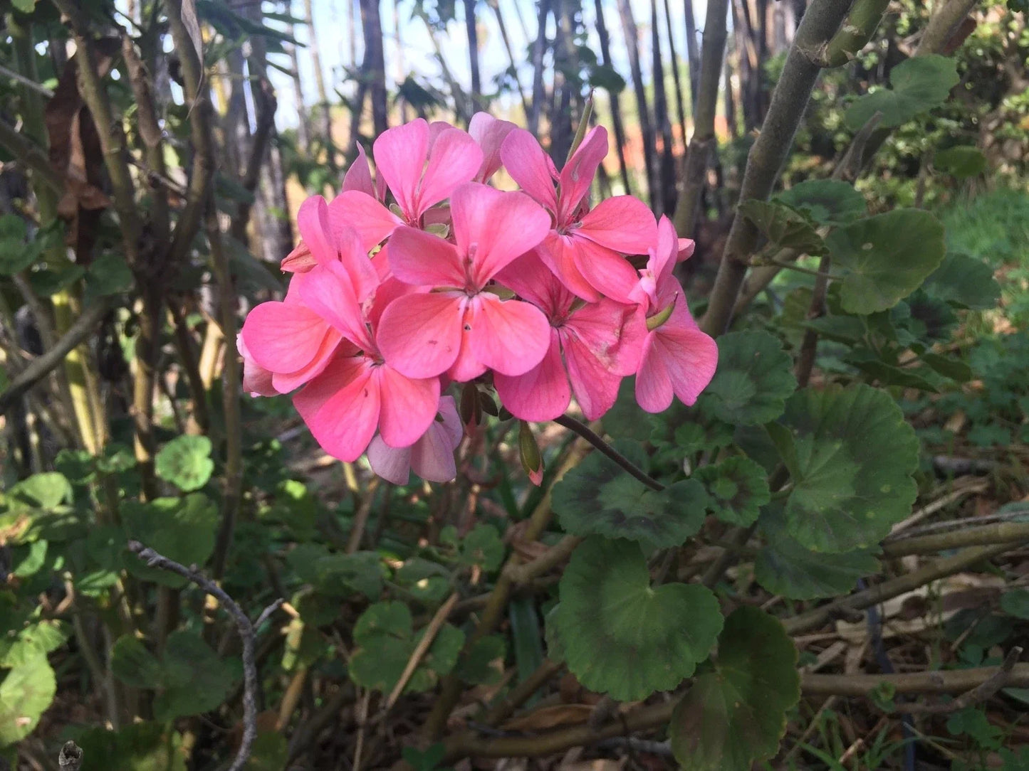 Salmon Pink Pelargonium Zonal Geranium Starter Cuttings – Live Plant, Indoor & Outdoor, Fast-Growing, Vibrant Blooms, Pelargonium x hortorum