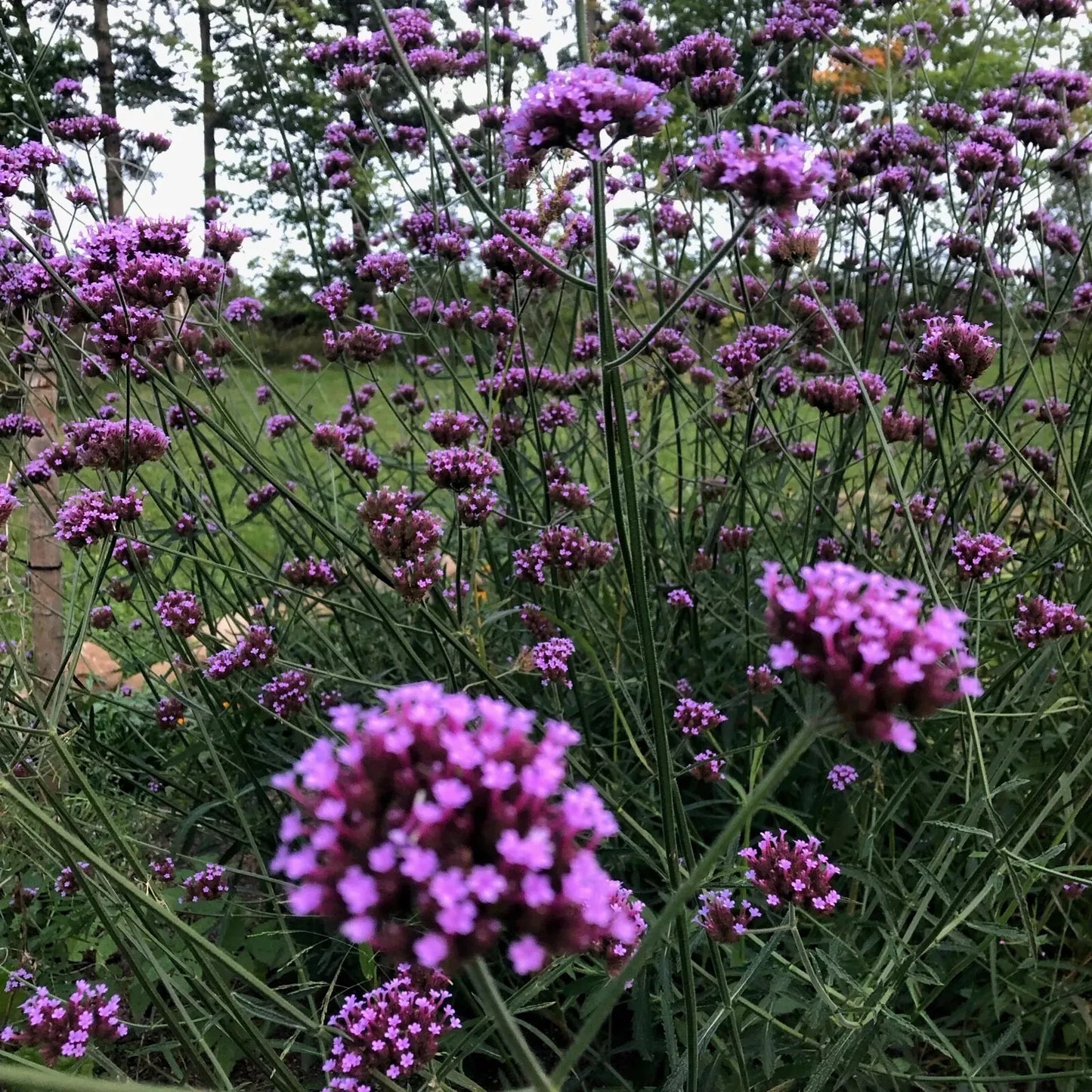 Verbena Bonariensis Purpletop Vervain Plant - Tender Perennial with Purple Flowers
