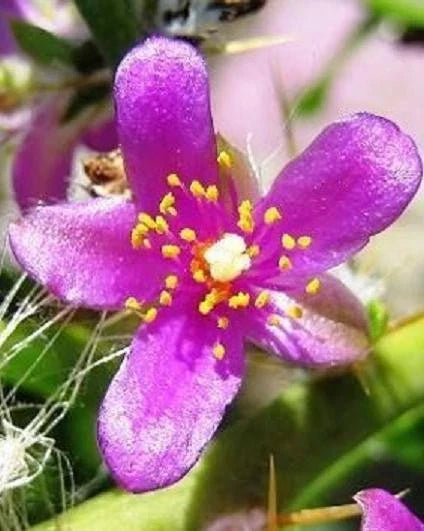 Rare Cactus Plant 4" Pereskia diaz-romeroana Caudex Succulent for Collectors Indoor Outdoor