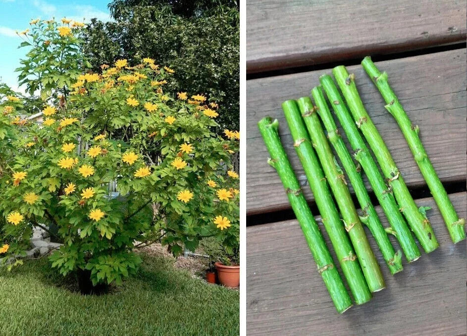 Bolivian Sunflower Cuttings - Vibrant Yellow Flowers - Tithonia diversifolia Perennial Plant for Gardens & Cut Flowers
