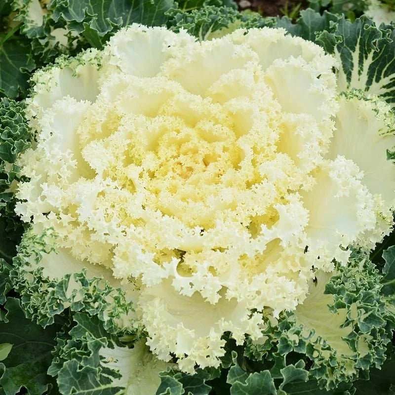 Ornamental Kale Seeds Nagoya Mixture 40 Seeds Brassica oleracea Fall Garden, Landscaping, Containers
