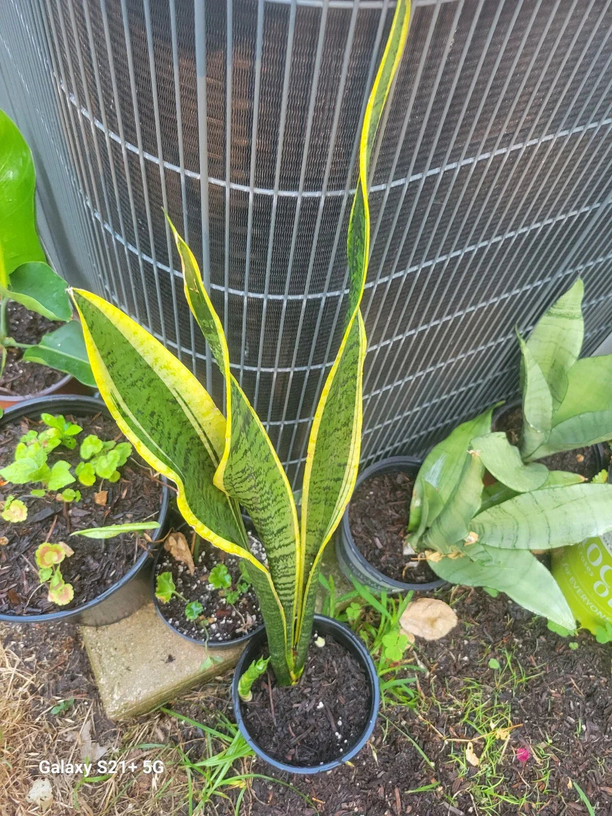 8" Unrooted Cutting Snake Plant - Sansevieria Indoor Air Purifier Houseplant
