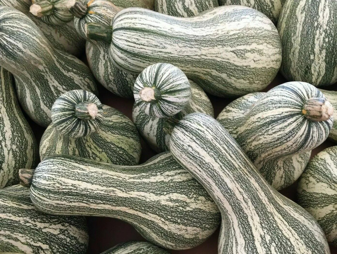 Green Striped Cushaw Pumpkin Seeds - 10+ Heirloom Seeds for Garden