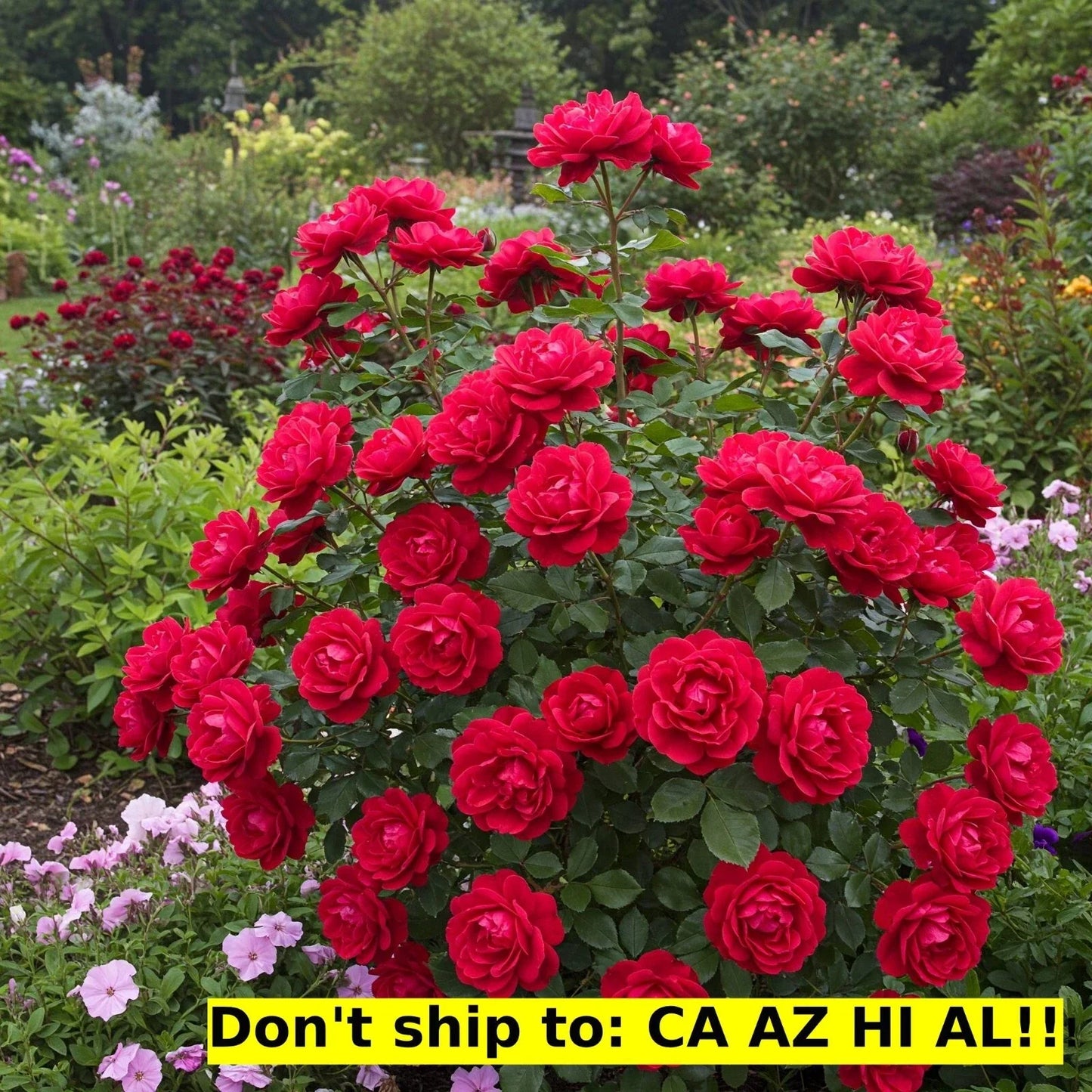 Red Drift Rose Bush 3 Gal Pot | Live Outdoor Flowering Plant | Rosa 'Drift' for Garden & Landscape
