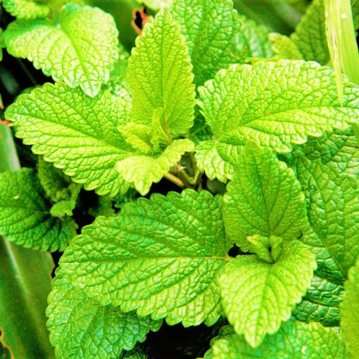 Spearmint Seeds 5000+ Count Non-GMO Heirloom for Herb Garden Mentha spicata