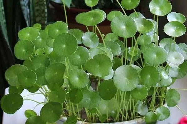 Dichondra Repens Grass Seeds - 50PCS Carpet Vine Seeds for Lawn & Ground Cover