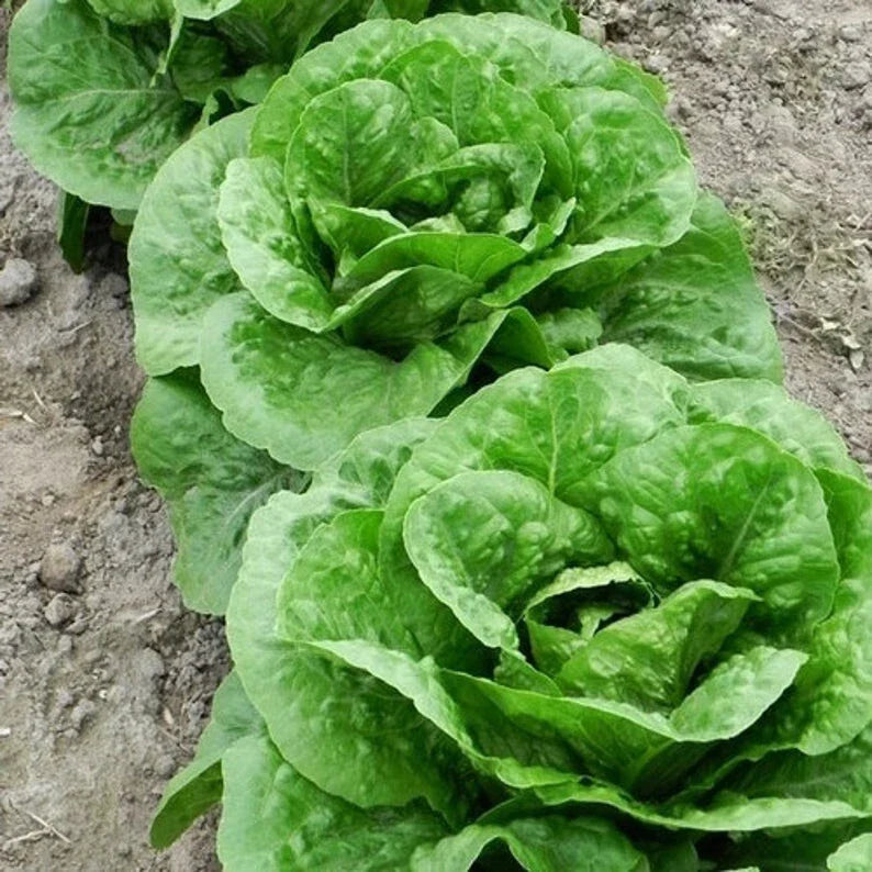 Parris Island Romaine Lettuce Seeds - 100 Non-GMO Organic Seeds for Home Garden