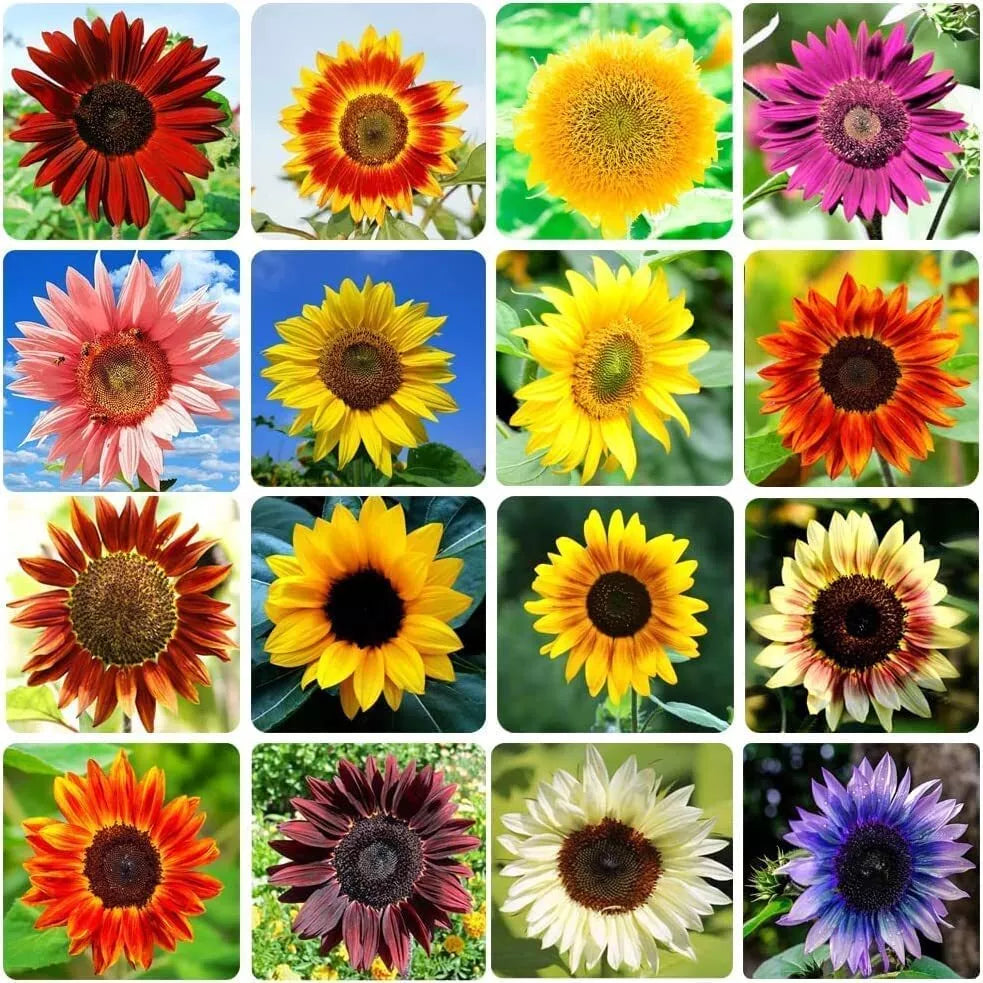 Heirloom Non-GMO Sunflower Seeds Mix – 15 Varieties, Bulk Planting, Helianthus annuus, Pollinator Friendly, Easy to Grow