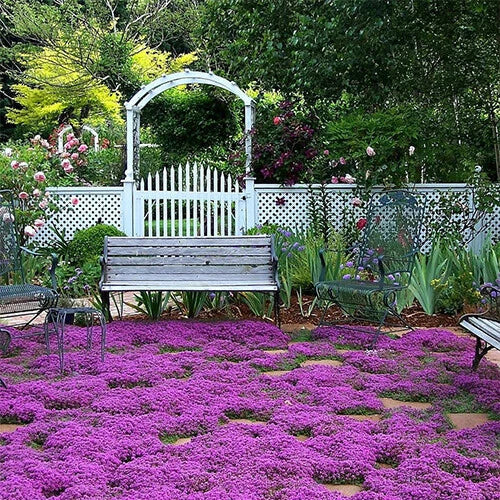 Creeping Thyme Seeds | Ground Cover Herb | Thymus serpyllum | Non-GMO, Heirloom, Fragrant, Pollinator-Friendly