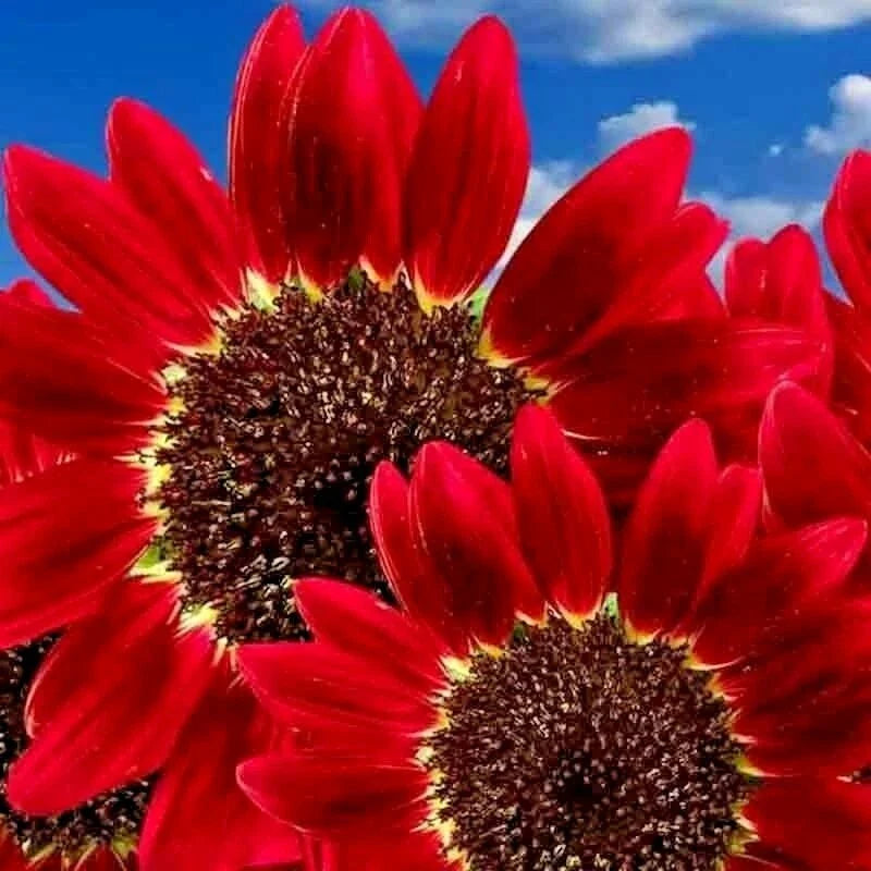 Red Sun Sunflower Seeds - Non-GMO Heirloom Flower Seeds - Tall Red Sunflowers for Cutting & Garden - Helianthus annuus