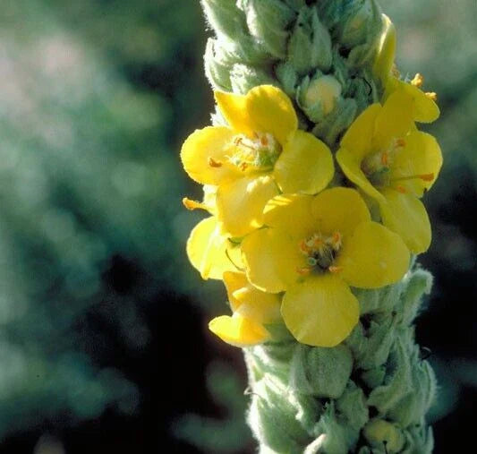 Mullein Seeds - Organic Wildcrafted Verbascum thapsus, 100+ Seeds