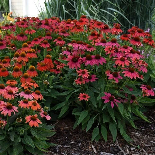 Firefinch Coneflower Seeds – Echinacea purpurea Perennial Flowers, Vibrant Orange Blooms, Pollinator Attracting, Drought-Tolerant, Seed Packet
