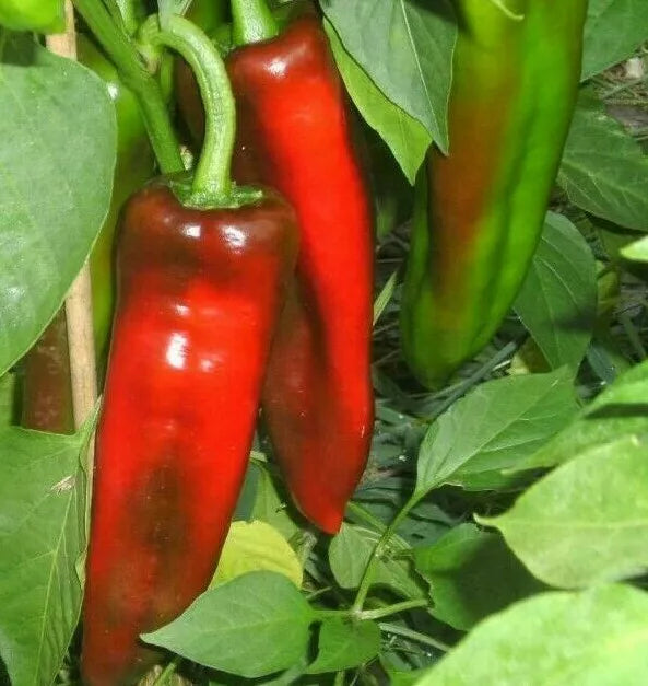 Marconi Pepper Seeds - 30+ Rare Sweet Italian Capsicum annuum Seeds