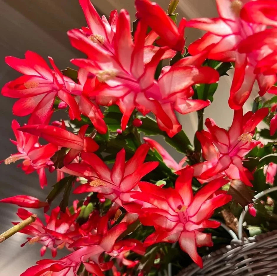Red Christmas Cactus Live Plants – 3-Inch Pot, Schlumbergera, Indoor Holiday Decor, Bright Red Blooms, Low Maintenance