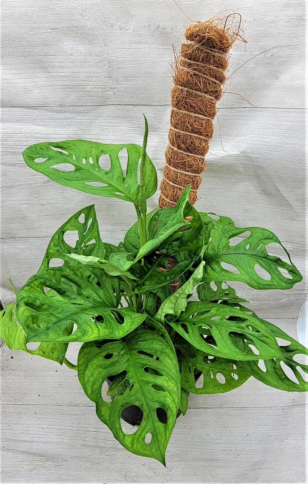 Monstera Swiss Cheese Plant 3" & 4" Live Indoor Houseplant with Unique Fenestrated Leaves