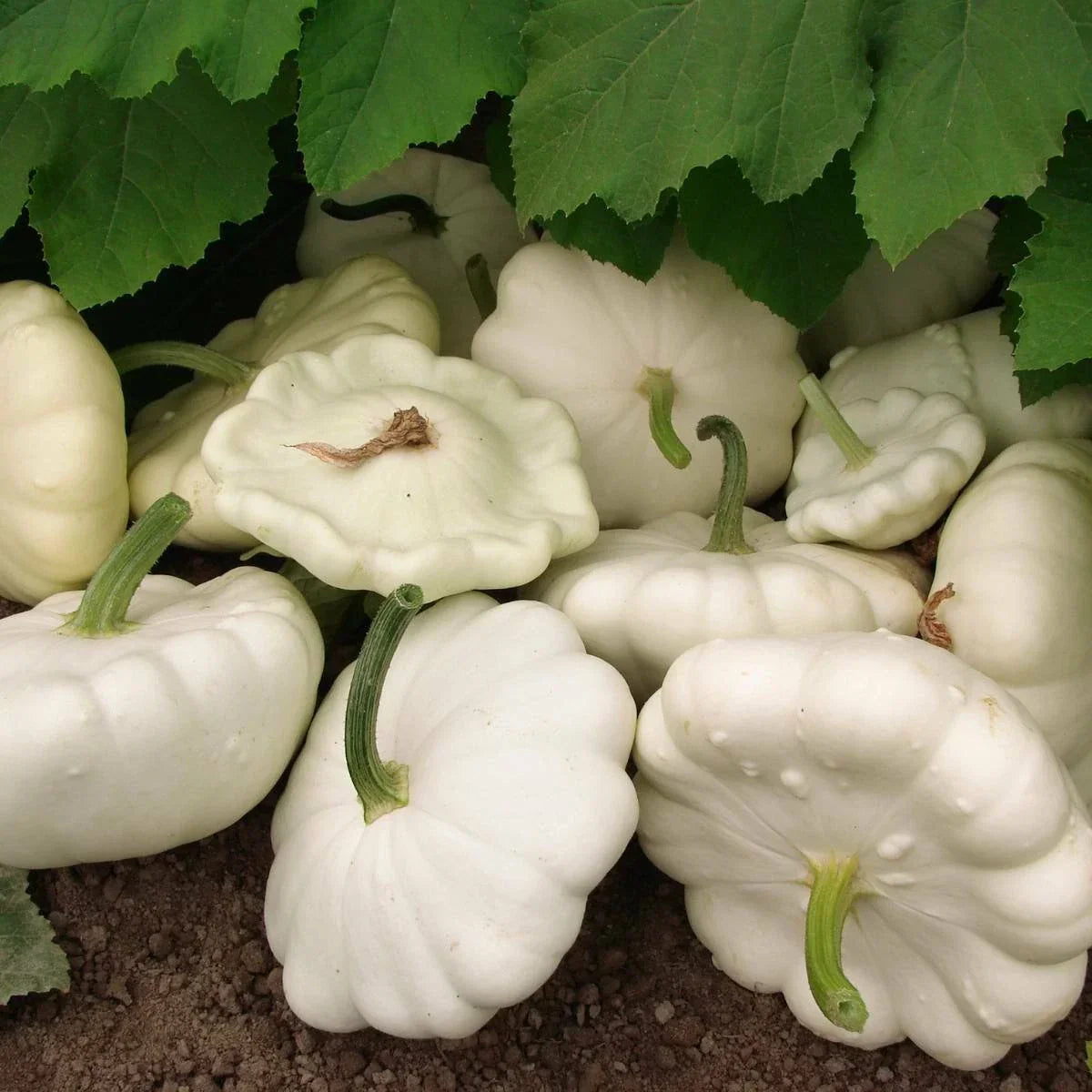 White Bush Scallop Summer Squash Seeds - Non-GMO Heirloom Cucurbita pepo