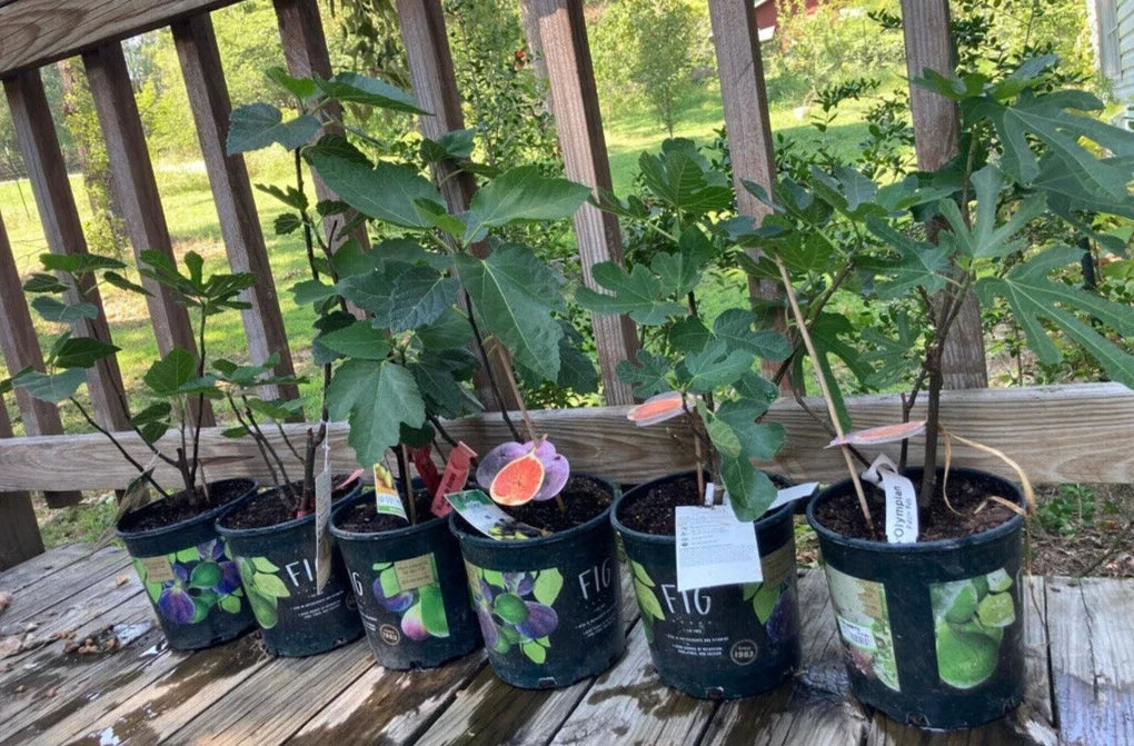 Fruiting Fig Plant in Gallon Pot | Ficus carica | Indoor/Outdoor Deciduous Shrub