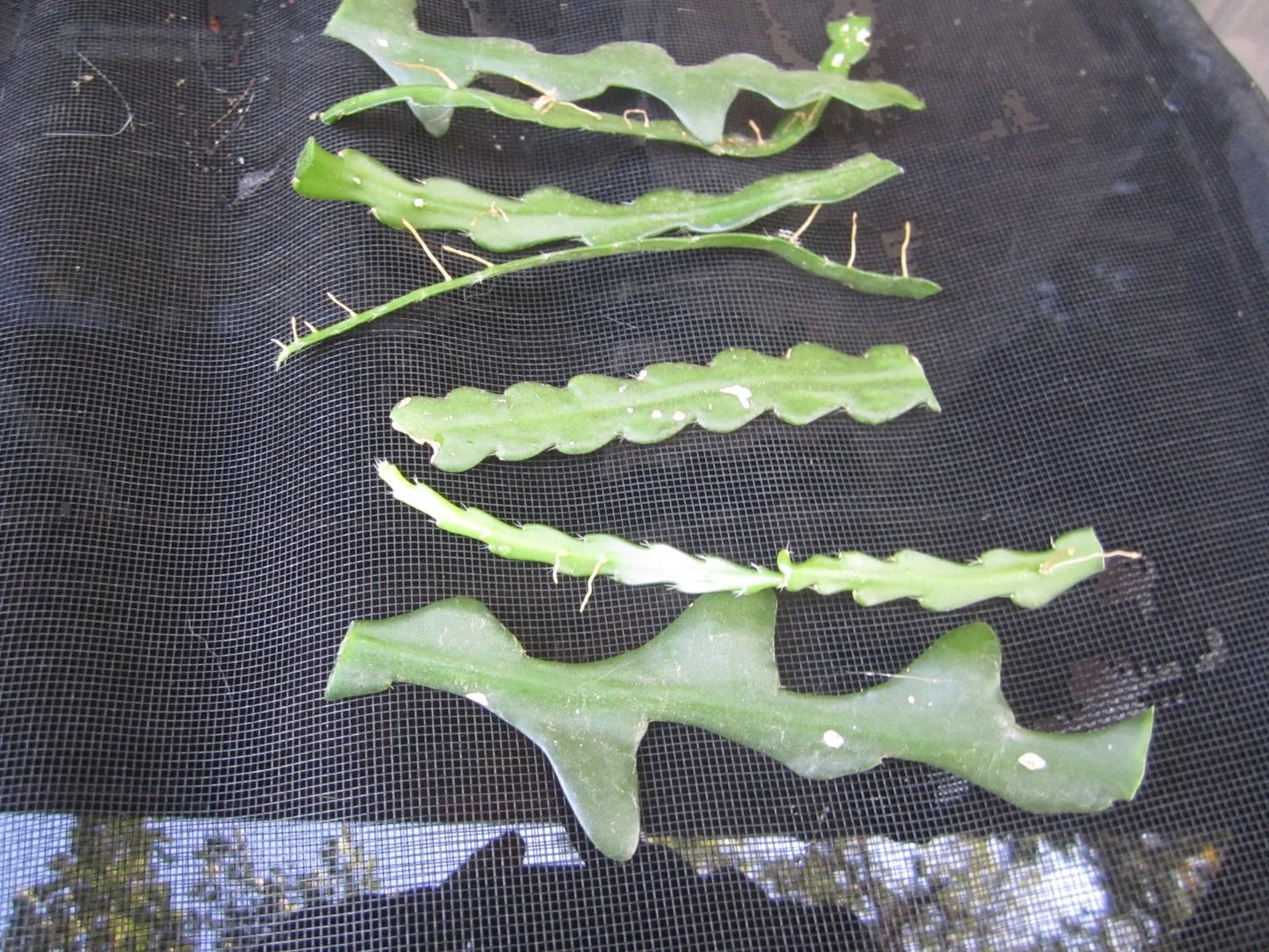 Fresh Unrooted Fish Bone Cactus Cuttings Epiphyllum anguliger - 6 Pieces for Propagation & Indoor Gardening