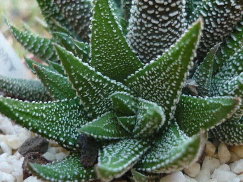 Haworthia Attenuata Radula Succulent Plant - 4" Potted Green Variegated Indoor Houseplant