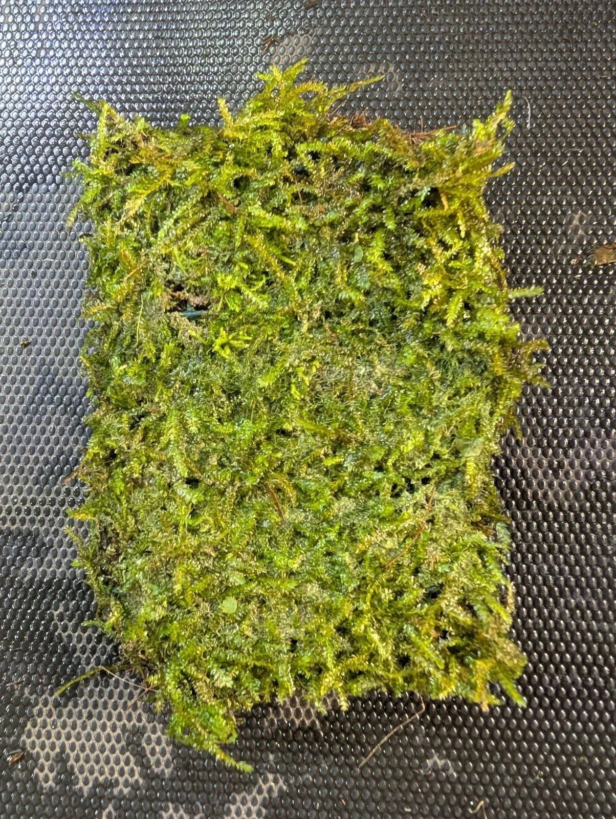 Java Moss Portion on Weighted Mat - Taxiphyllum barbieri Aquatic Plant for Aquariums