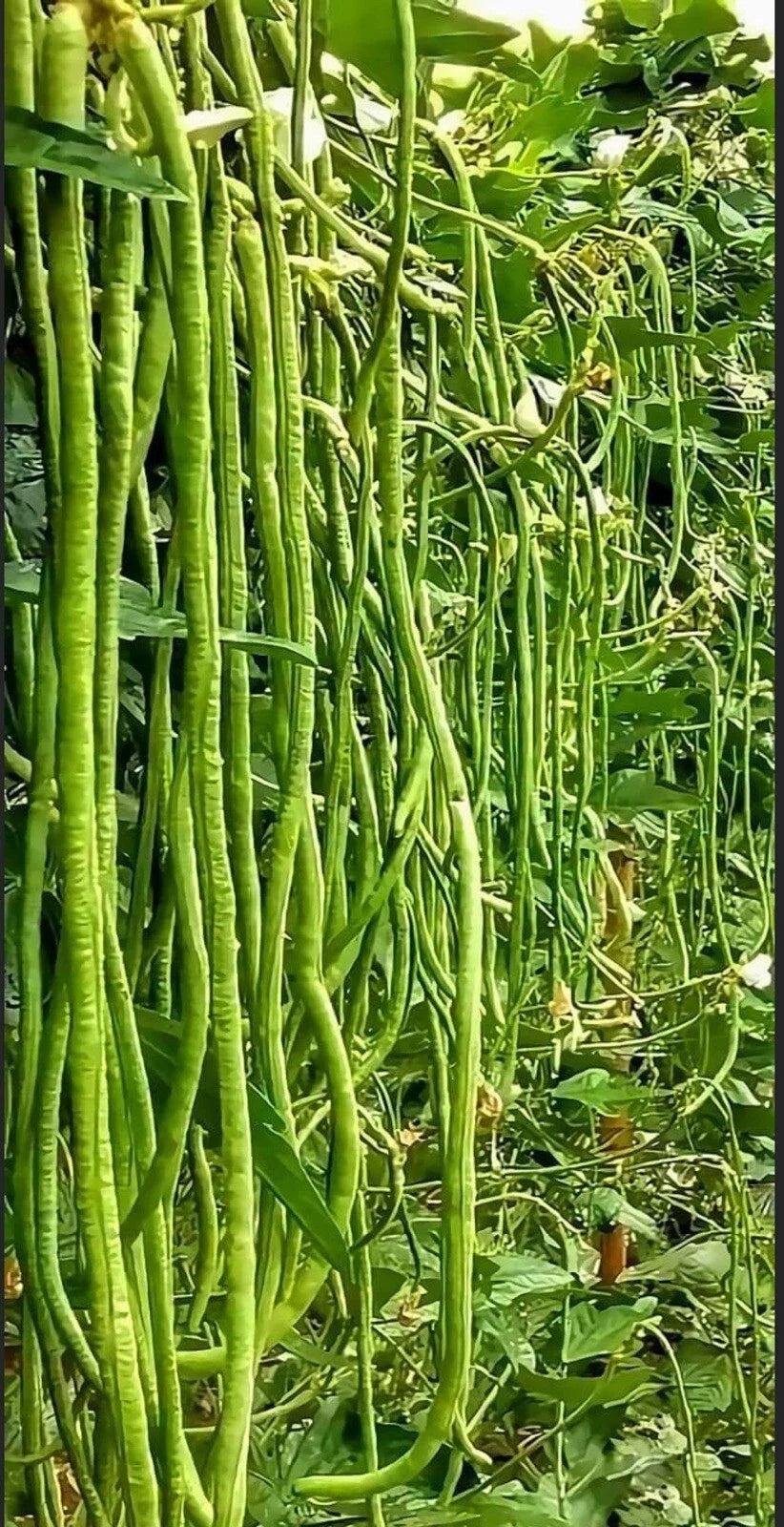 Green Yard Long Bean Seeds - Non-GMO Asian String Beans (Sitaw) for Home Gardening, Vigna unguiculata subsp. sesquipedalis