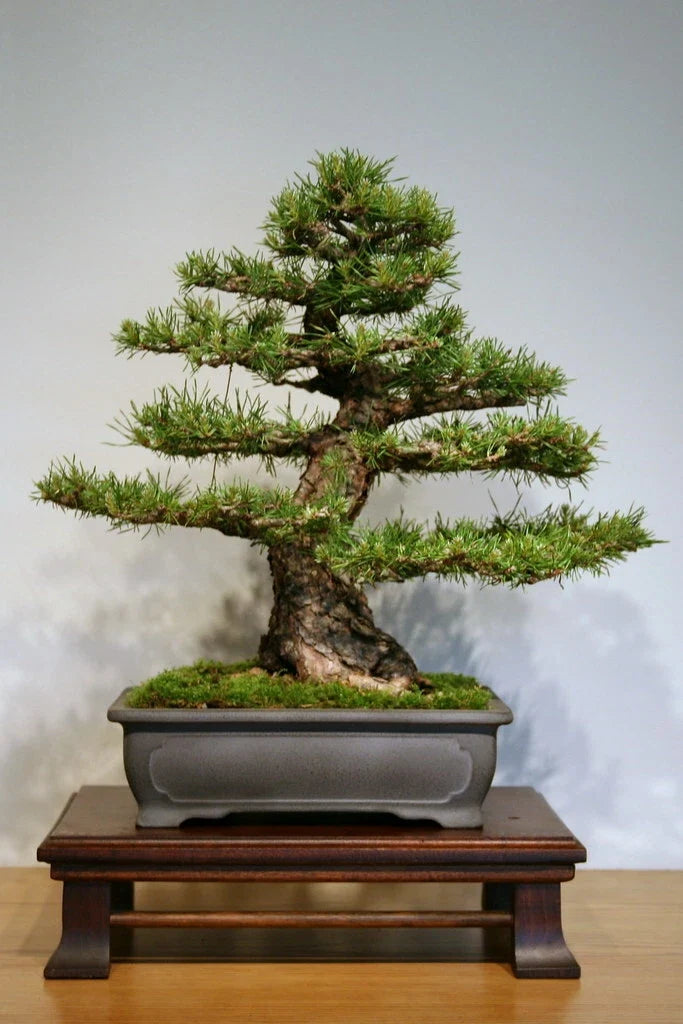 Scotch Pine Seeds 50 Pack, Pinus sylvestris, Evergreen Conifer Tree Seeds for Planting, Landscaping & Reforestation