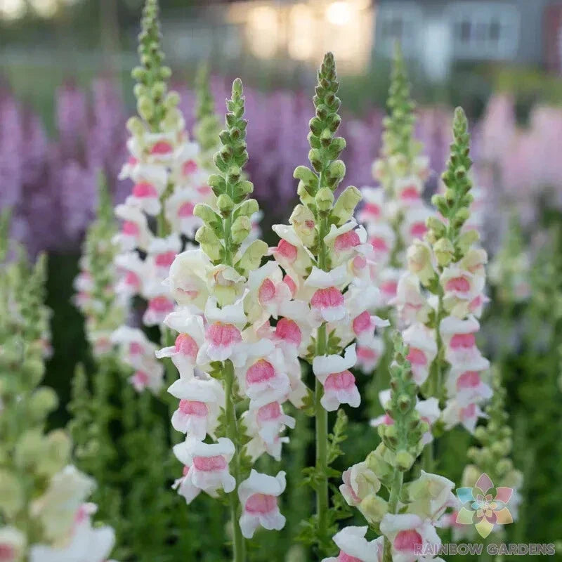 Appleblossom Snapdragon Seeds - 1000+ Bulk Pack for Garden Planting - Antirrhinum majus - Vibrant Pink and Cream Flowers