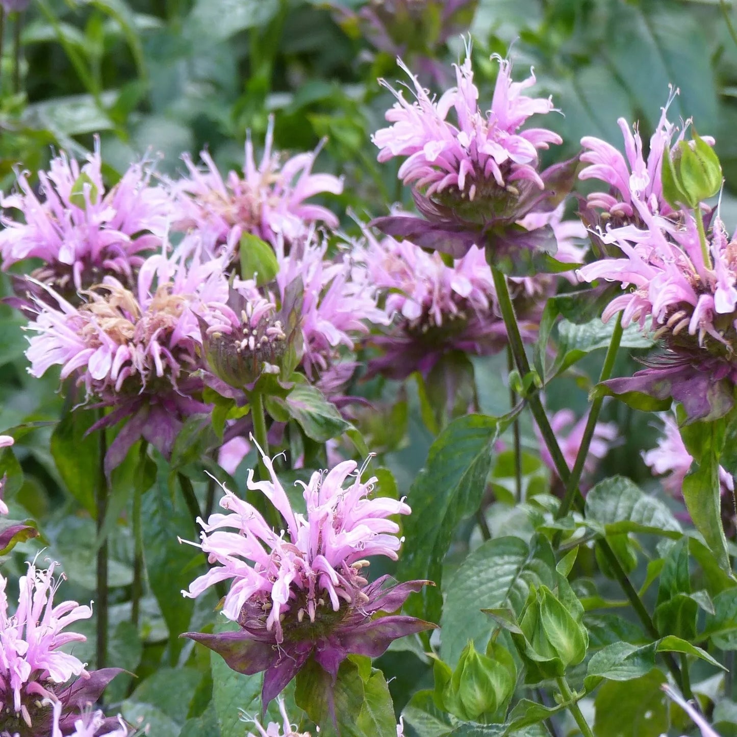 Wild Bergamot Seeds - Monarda fistulosa - Perennial Flowering Herb for Pollinators - Bee Balm Seeds