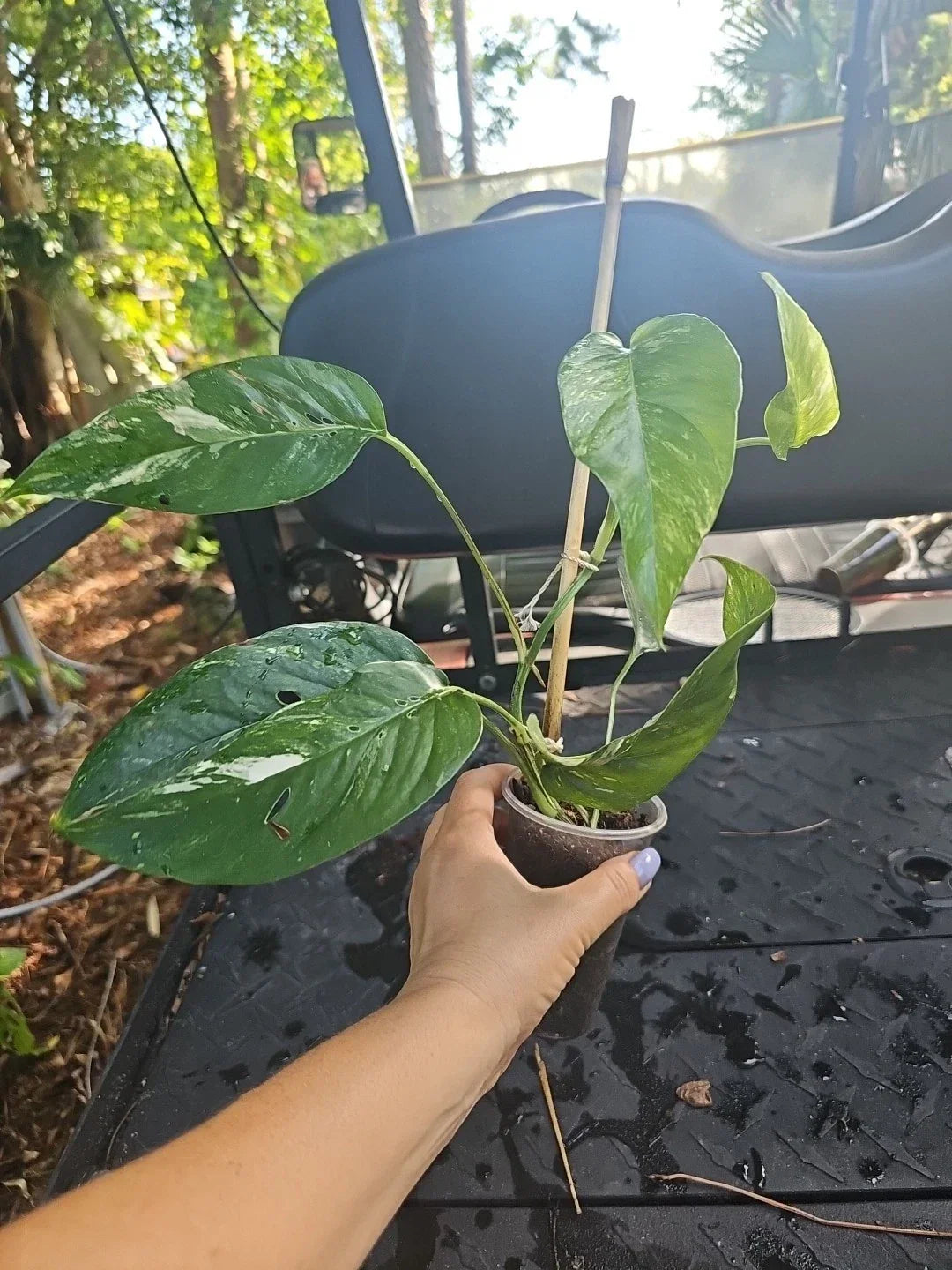 Epipremnum Pinnatum Albo Variegated - 3 Fully Rooted Pots, 7 Leaves, Indoor Tropical Houseplant