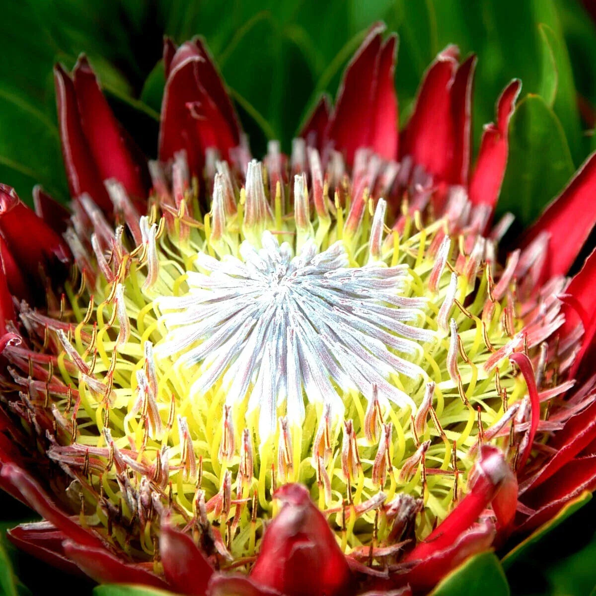 King Protea Seeds - 5 Pack - Giant 12" Flowers - Protea cynaroides - Rare Exotic Plant