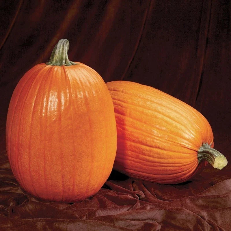 Pumpkin Seeds - Captain Jack Heirloom Cucurbita pepo Non-GMO Garden Seeds, Fresh, Large Pumpkins