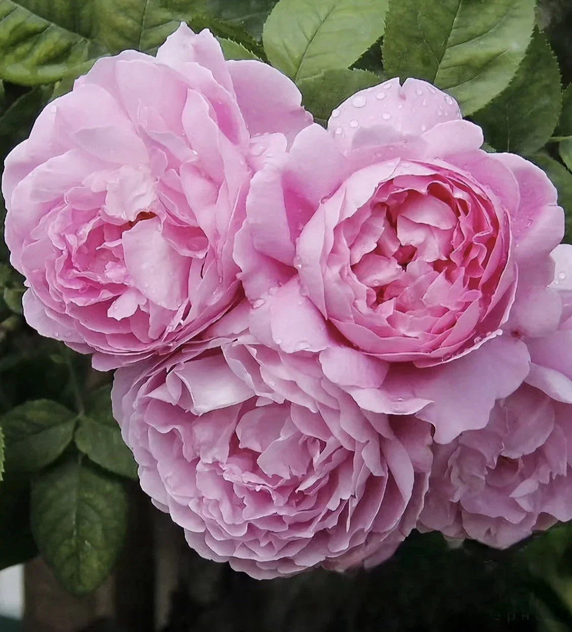 AusMary Rose Plant Unrooted Cuttings - 3 Fresh 6” Long Rosa 'AusMary'
