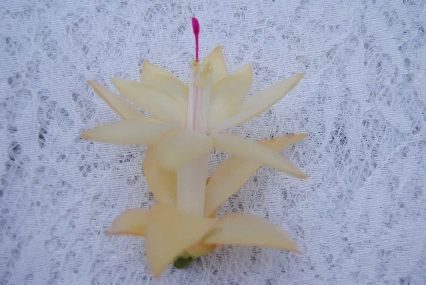 Christmas Cactus Starter Plant Comet - Easy Care Indoor Succulent Schlumbergera Truncata