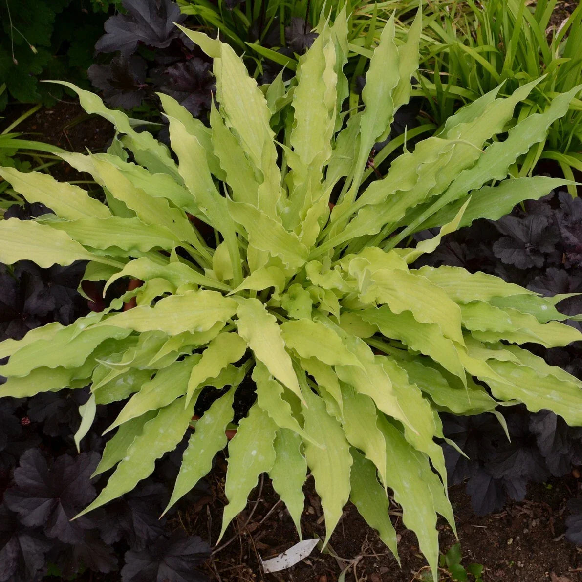 Hosta Wiggles and Squiggles - Perennial Shade Plant in 5.25" Pot for Gardens