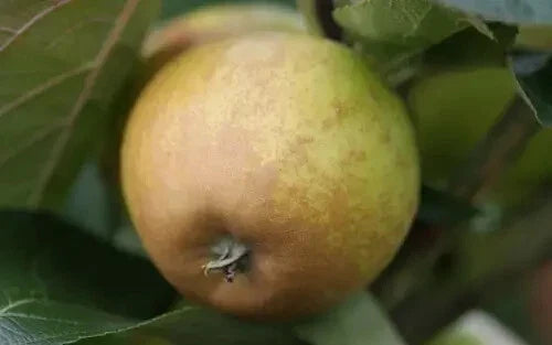 Rosemary Russet Apple Seeds - 25+ Pack for Planting - Malus domestica - Unique Russeted Apple Variety - USA Grown