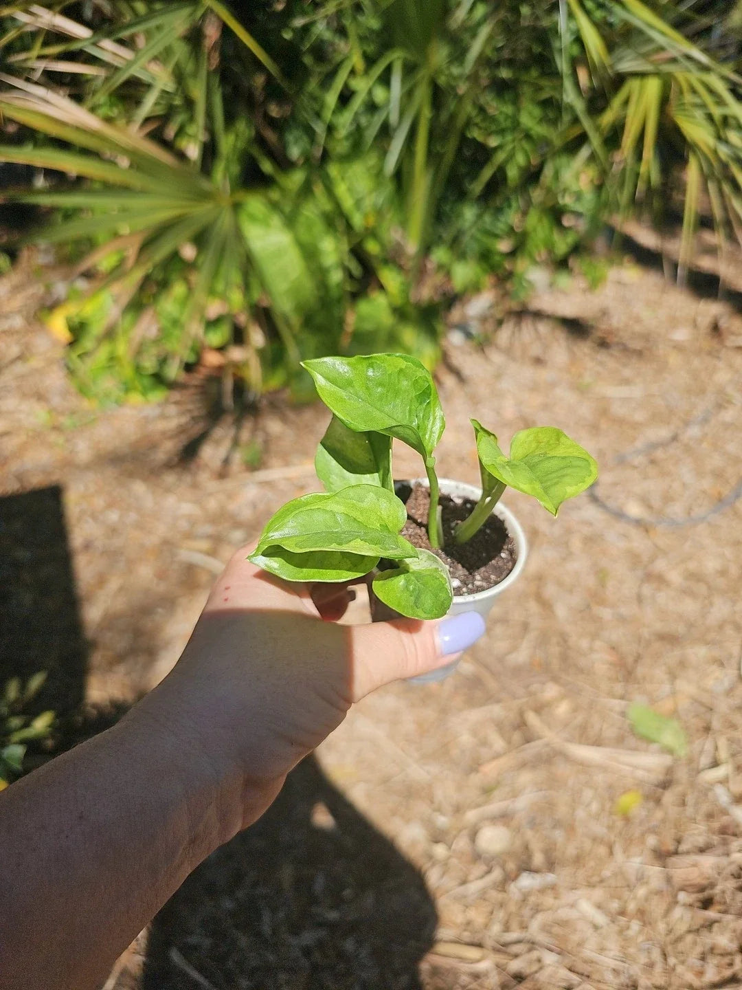 Lemon Meringue Pothos Live Plant in 2.5" Pot, Epipremnum aureum, Indoor Houseplant, Variegated Greenery, Easy Care