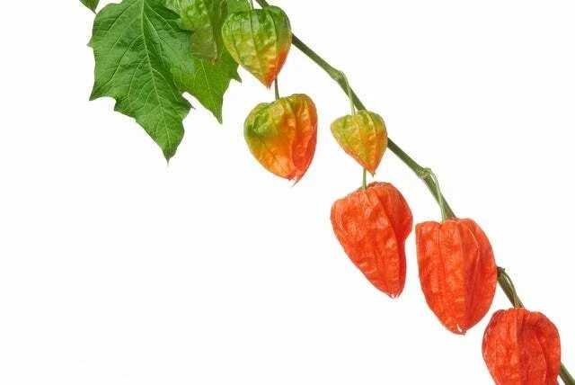 Chinese Lantern Seeds 100+ Physalis alkekengi Vibrant Orange Blooms Perennial Garden Plant