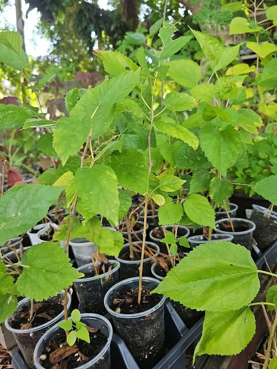 Dwarf Black Mulberry Live Plant 10+ Inches Organic Morus Nigra Everbearing Fruit-Bearing Starter