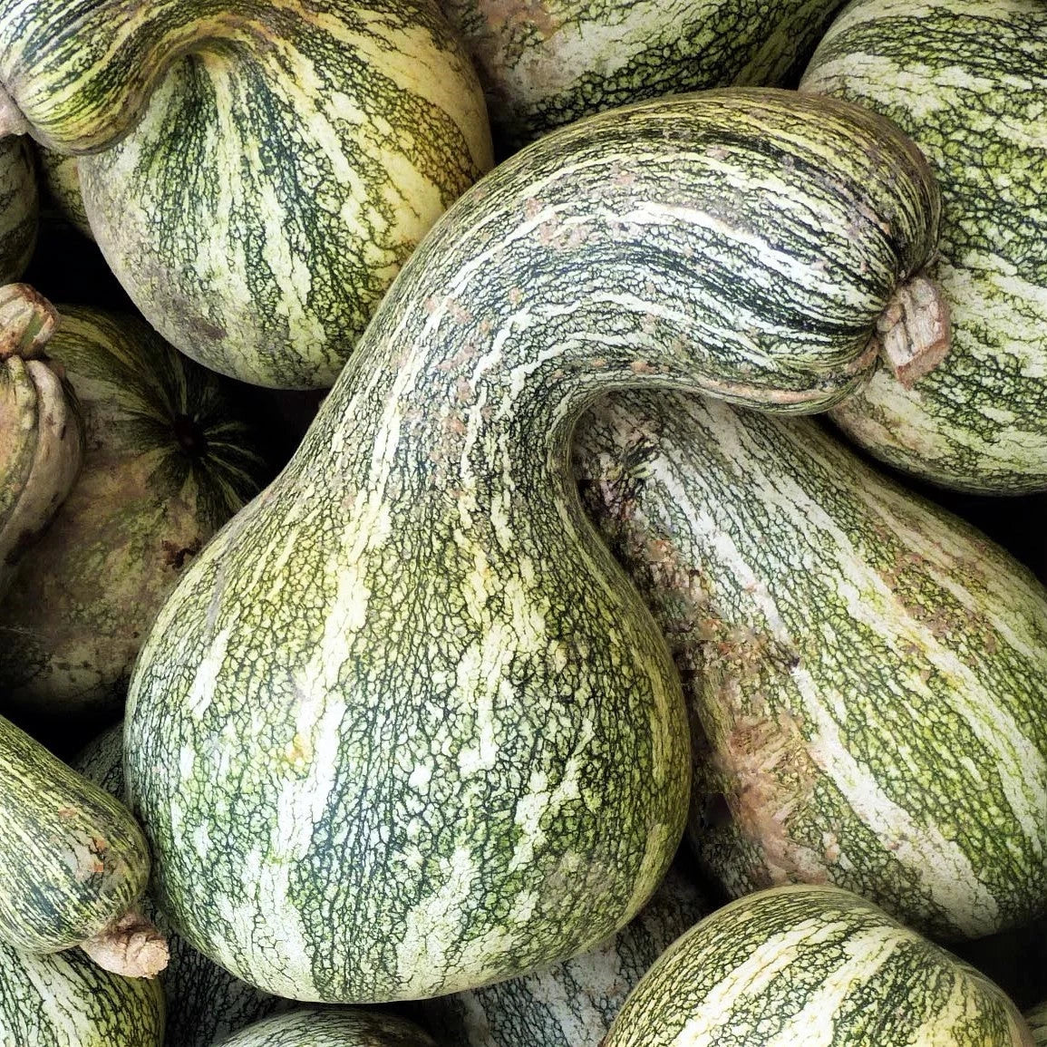 Green Striped Cushaw Seeds - 20+ Cucurbita mixta Vegetable Seeds for Garden Planting 2025