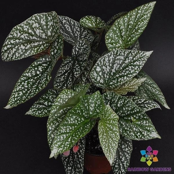 Snow Capped Begonia Seeds - 25+ Pack for Garden & Container Planting - Begonia x tuberhybrida, White & Pink Edges